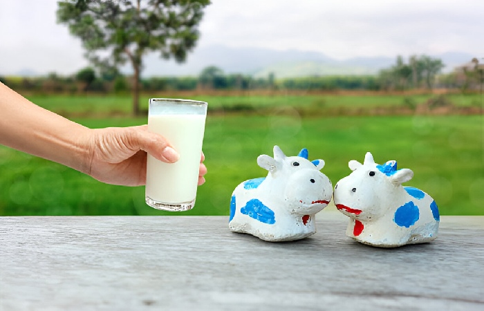 What is the Wellhealthorganic.com:Buffalo Milk ?